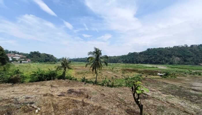 Petani Cipatir Kecamatan Simpenan Sukabumi Cemas, Garap Sawah di Musim Hujan: Irigasi Belum Diperbaiki, Luapan Sungai Mengintai